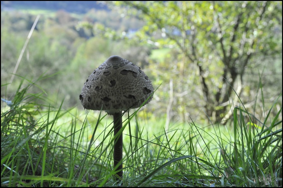 08__DSC7800.JPG (155 KB)