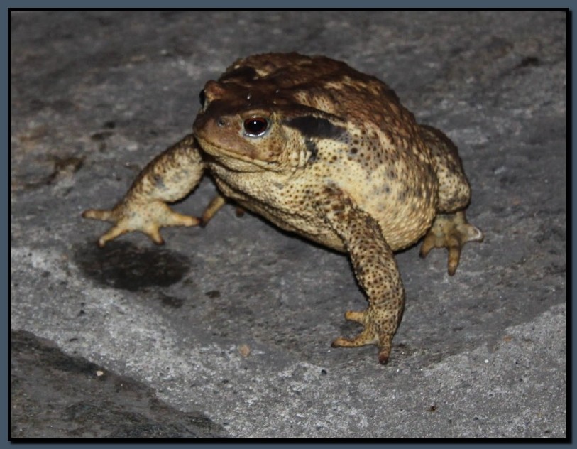 IMG_6731.jpg (122 KB)