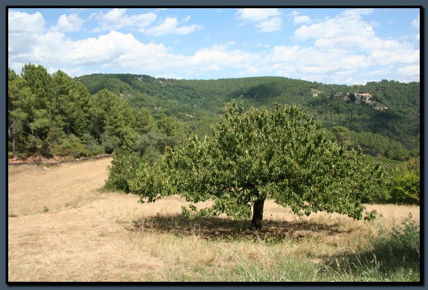 IMG_8142.jpg (173 KB)