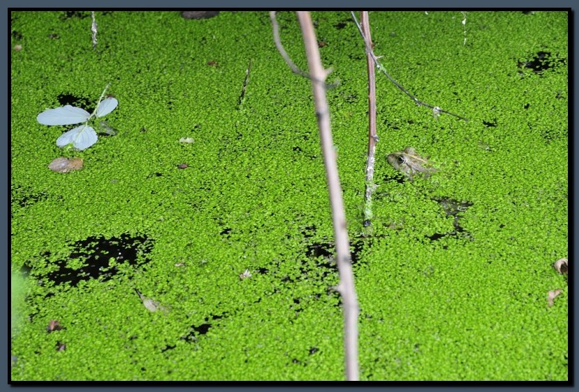 _DSC1016.jpg (207 KB)