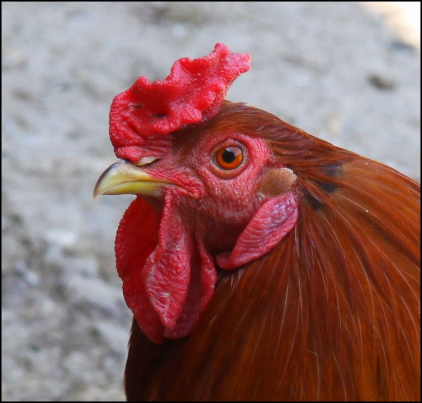 027_IMG_0692z.jpg (117 KB)