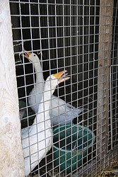 101_IMG_0741.JPG(131 KB)