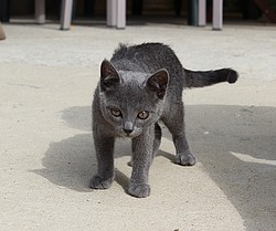 243_IMG_2095.jpg(86.1 KB)