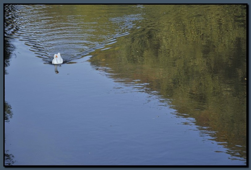 _DSC2320-cimi_2008-10-12.jpg (101 KB)