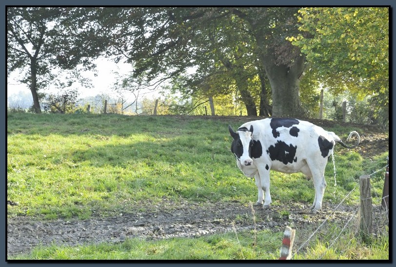 _DSC2359-cimi_2008-10-12.jpg (218 KB)