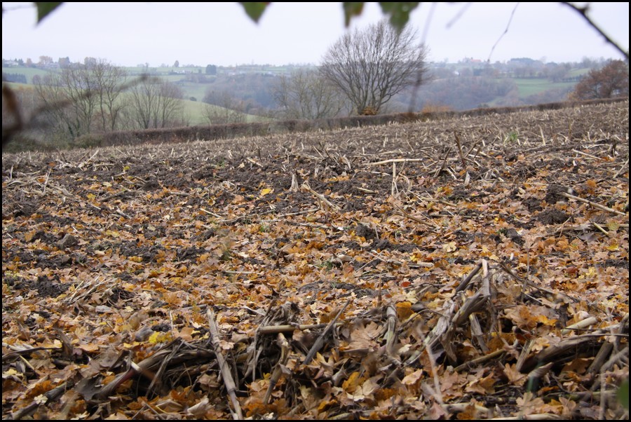 IMG_0892.JPG (229 KB)