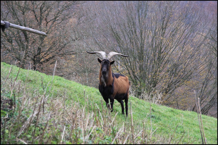 IMG_0894.JPG (219 KB)