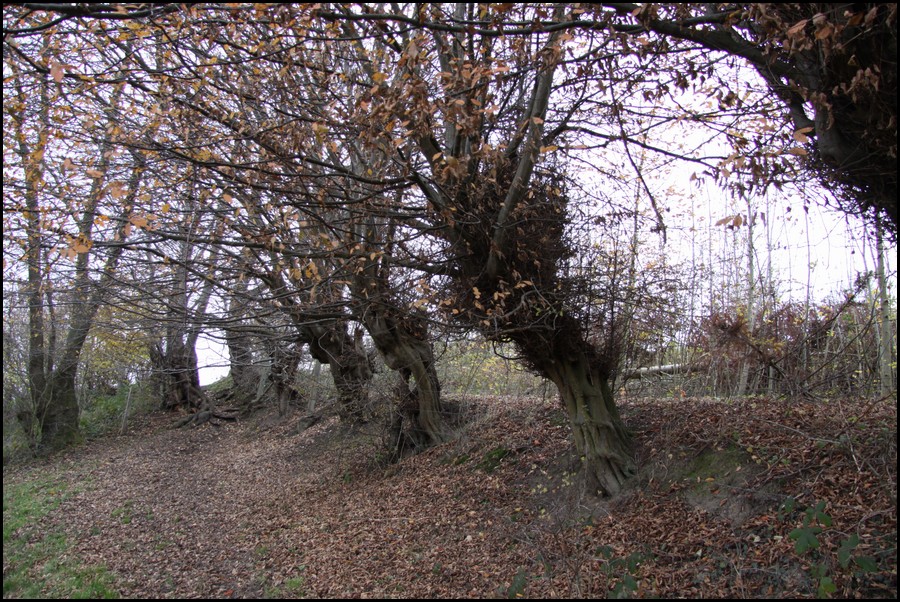 IMG_0901.JPG (285 KB)