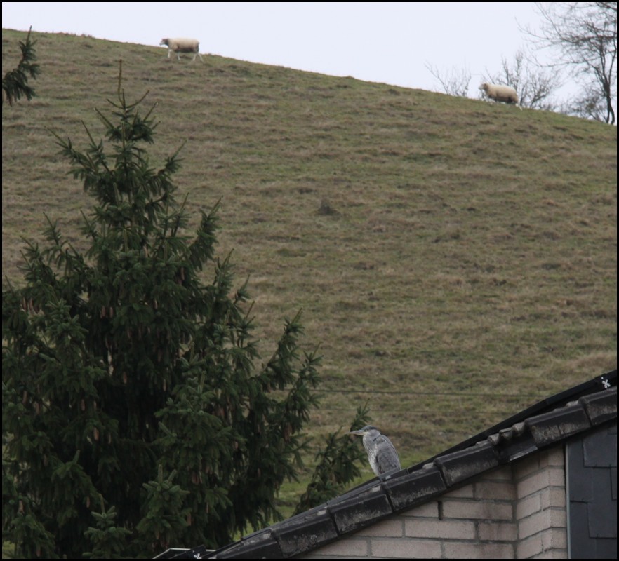 IMG_0915z.jpg (151 KB)