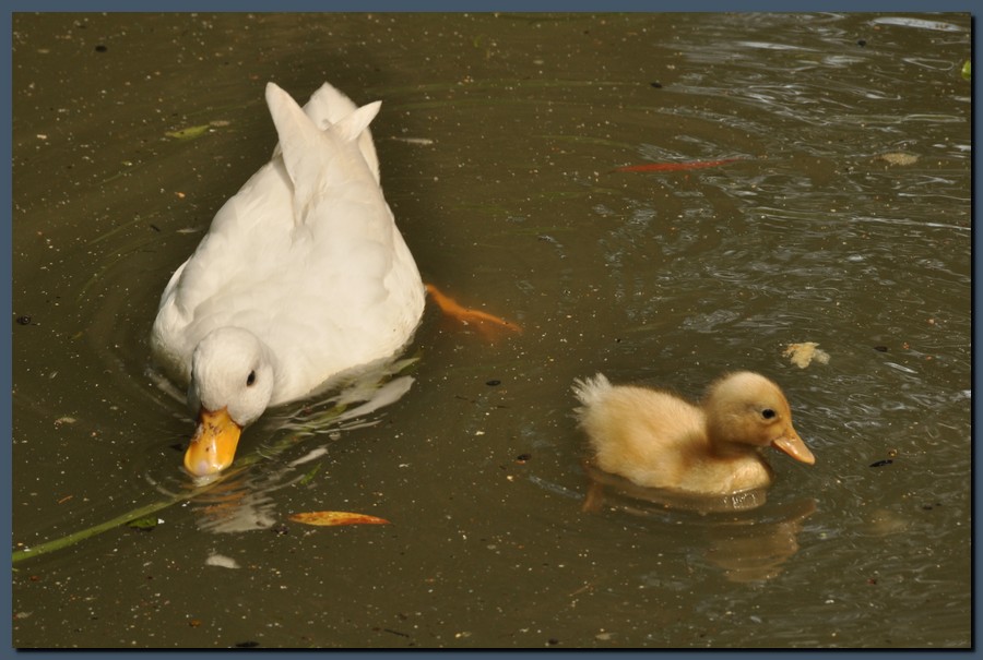 505_DSC_6361.JPG (113 KB)