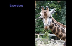 780_excursions.jpg(83,0 KB)